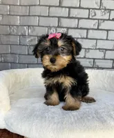 Baby, a female Yorkshire Terrier for sale in Orlando, FL – Photo 6 of 6