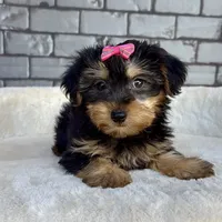 Baby, a female Yorkshire Terrier for sale in Orlando, FL – Photo 4 of 6