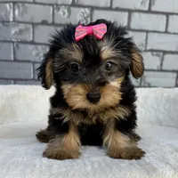 Baby, a female Yorkshire Terrier for sale in Orlando, FL – Photo 1 of 6