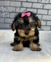 Baby, a female Yorkshire Terrier for sale in Orlando, FL – Photo 1 of 6