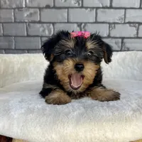 Baby, a female Yorkshire Terrier for sale in Orlando, FL – Photo 3 of 6