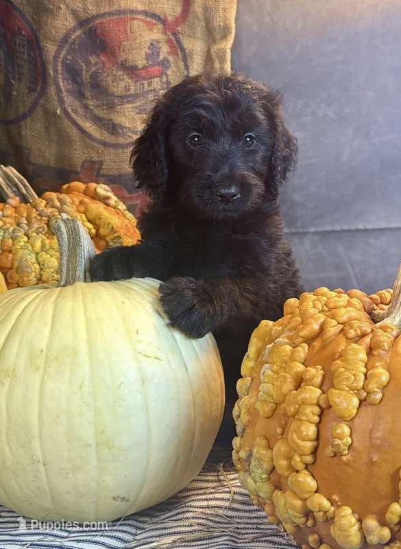 Paisley – Goldendoodle puppy for sale in Ocala, FL