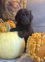 Paisley, a female Goldendoodle for sale in Ocala, FL – 1 of 10