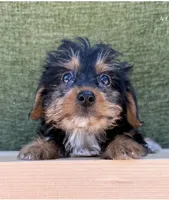 Drake, a male Yorkshire Terrier for sale in Orlando, FL – 3 of 4