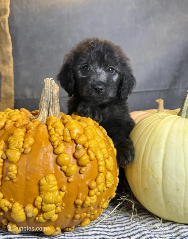 Peaches – Goldendoodle puppy for sale in Ocala, FL