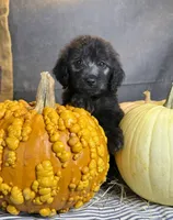 Peaches, a female Goldendoodle for sale in Ocala, FL – 1 of 10