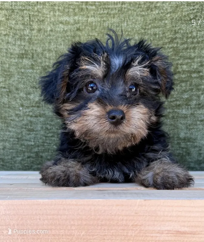 Luna – Yorkshire Terrier puppy for sale in Orlando, FL