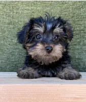 Luna, a female Yorkshire Terrier for sale in Orlando, FL – 1 of 5