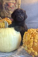 Paisley, a female Goldendoodle for sale in Ocala, FL – 8 of 10