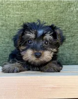 Luna, a female Yorkshire Terrier for sale in Orlando, FL – 5 of 5