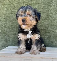 Buster, a male Yorkshire Terrier for sale in Orlando, FL – 1 of 7