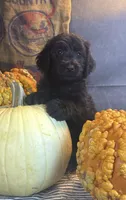 Paisley, a female Goldendoodle for sale in Ocala, FL – 7 of 10