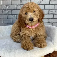 Gabby, a female Goldendoodle for sale in Orlando, FL – Photo 3 of 7