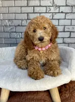 Gabby, a female Goldendoodle for sale in Orlando, FL – Photo 3 of 7