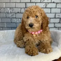 Gabby, a female Goldendoodle for sale in Orlando, FL – Photo 5 of 7