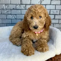 Gabby, a female Goldendoodle for sale in Orlando, FL – Photo 2 of 7