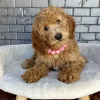 Gabby, a female Goldendoodle for sale in Orlando, FL – Photo 1 of 7