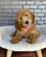Gabby, a female Goldendoodle for sale in Orlando, FL – Photo 1 of 7