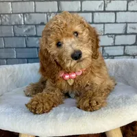 Gabby, a female Goldendoodle for sale in Orlando, FL – Photo 6 of 7