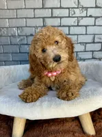 Gabby, a female Goldendoodle for sale in Orlando, FL – Photo 6 of 7