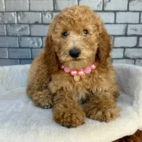 Gabby, a female Goldendoodle for sale in Orlando, FL – Photo 7 of 7