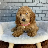 Gabby, a female Goldendoodle for sale in Orlando, FL – Photo 4 of 7