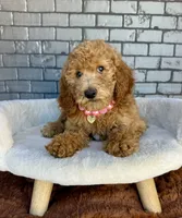 Gabby, a female Goldendoodle for sale in Orlando, FL – Photo 4 of 7