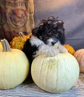 Daniela, a female Cavapoo for sale in Ocala, FL – 2 of 6