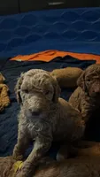 🐶 Original Standard Poodle Puppies Available 🐶, a female Poodle - Standard  for sale in Hesperia, CA – 2 of 6