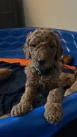 🐶 Original Standard Poodle Puppies Available 🐶, a female Poodle - Standard  for sale in Hesperia, CA – 3 of 6