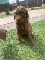 🐶 Original Standard Poodle Puppies Available 🐶, a female Poodle - Standard  for sale in Hesperia, CA – 5 of 6
