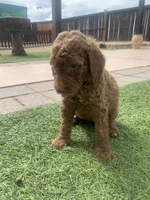 🐶 Original Standard Poodle Puppies Available 🐶, a female Poodle - Standard  for sale in Hesperia, CA – 6 of 6