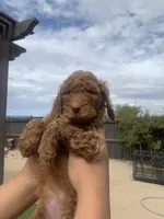 🐶 Original Standard Poodle Puppies Available 🐶, a female Poodle - Standard  for sale in Hesperia, CA – 4 of 6