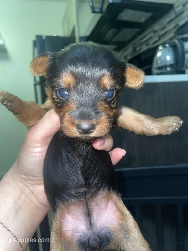 yorkshire, a female Yorkshire Terrier for sale in Las Vegas, NV – Photo 1 of 1