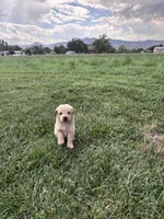 Cooper, a male Golden Retriever for sale in Cañon City, CO – 2 of 2