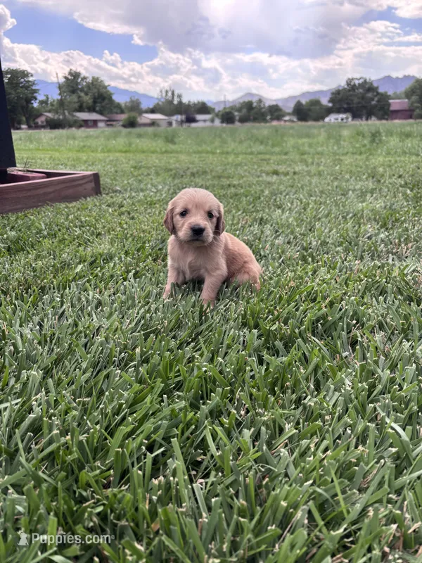 Penny – Golden Retriever puppy for sale in Cañon City, CO
