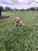 Penny, a female Golden Retriever for sale in Cañon City, CO – 1 of 2