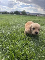 Marley, a female Golden Retriever for sale in Cañon City, CO – 2 of 2