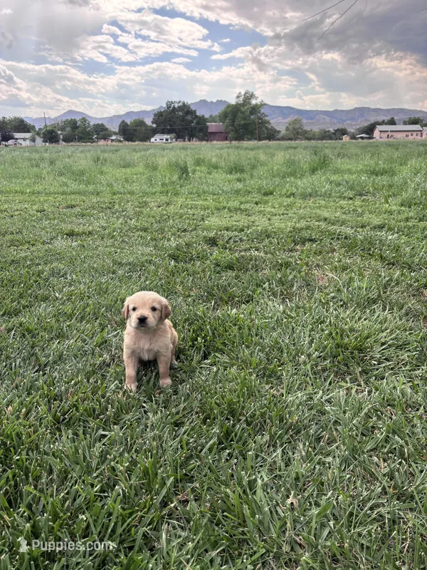 Bear – Golden Retriever puppy for sale in Cañon City, CO