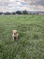 Bear, a male Golden Retriever for sale in Cañon City, CO – 1 of 2