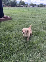 Bear, a male Golden Retriever for sale in Cañon City, CO – 2 of 2