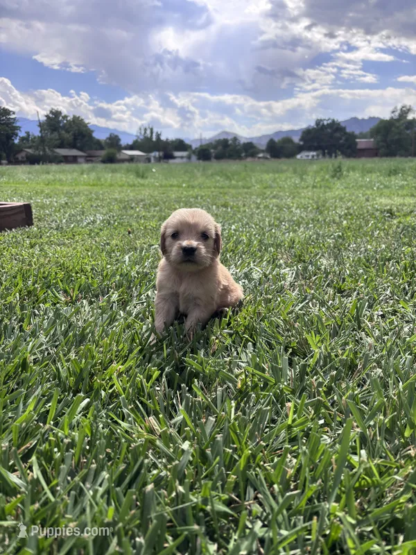Marley – Golden Retriever puppy for sale in Cañon City, CO