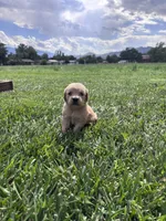Marley, a female Golden Retriever for sale in Cañon City, CO – 1 of 2