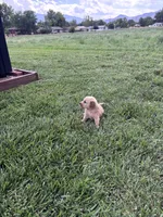 Bruno, a male Golden Retriever for sale in Cañon City, CO – 2 of 2