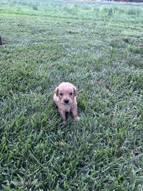 Jax – Golden Retriever puppy for sale in Cañon City, CO