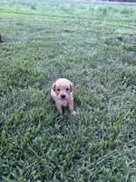 Jax, a male Golden Retriever for sale in Cañon City, CO – 1 of 2
