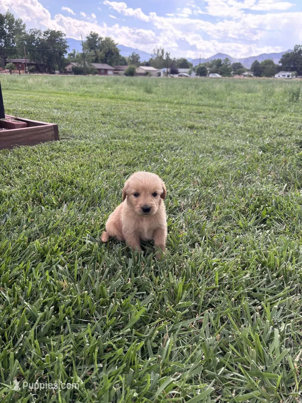 Archie – Golden Retriever puppy for sale in Cañon City, CO