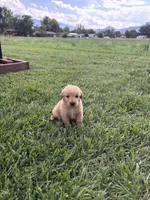 Archie, a male Golden Retriever for sale in Cañon City, CO – 1 of 2