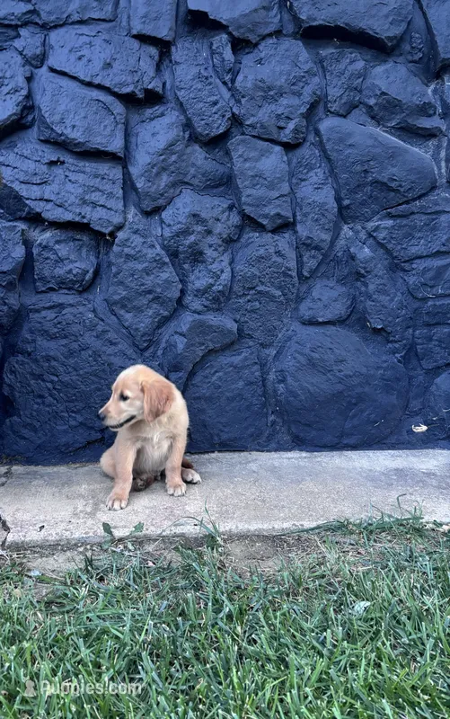 Cooper – Golden Retriever puppy for sale in Cañon City, CO