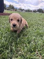 Penny, a female Golden Retriever for sale in Cañon City, CO – 2 of 2